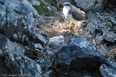 Rotrückenbussard (8 von 19).jpg